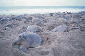 Tortugas marinas han llegado a desovar a la Playa Escobilla, Oaxaca